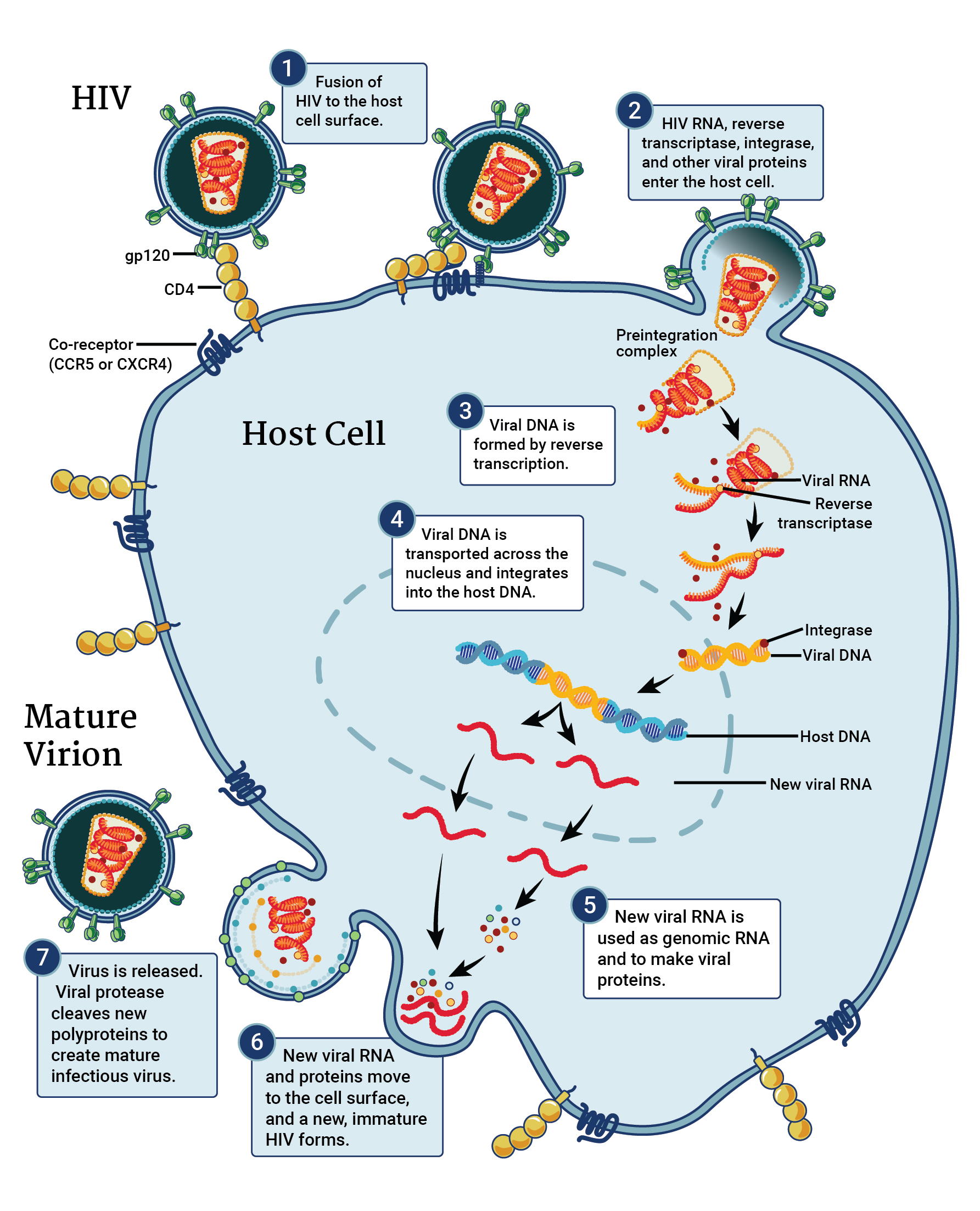 HIV Disease Overview HIV Model Documentation