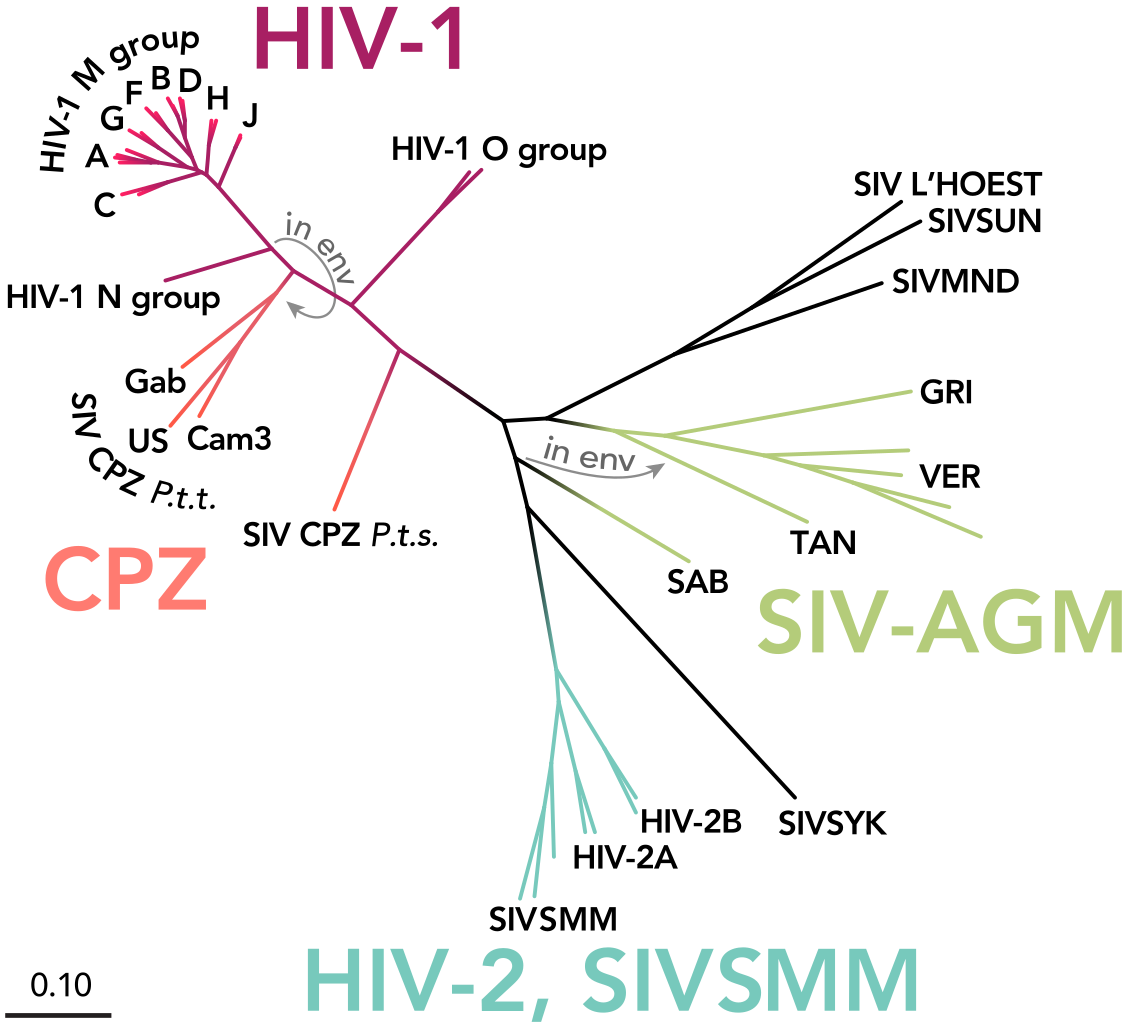 _images/HIV-SIV-phylogenetic-tree_straight.png
