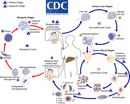 _images/malaria_lifecycle.gif