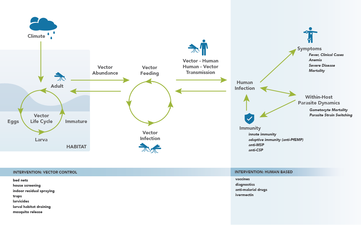 _images/malaria_network_schematic.png