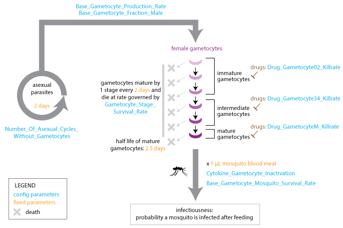 _images/Malaria_Infection_gametocyte_development.png