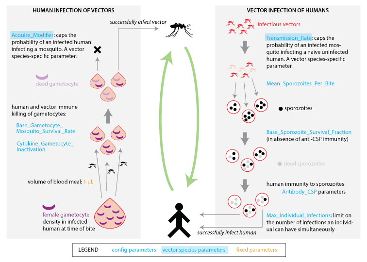 _images/Malaria_Infection_human_vector_transmission.png