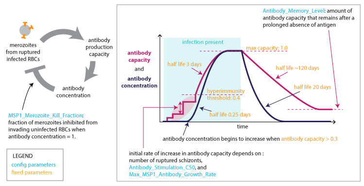 _images/Malaria_Infection_immunity_anti_MSP_immunity.png