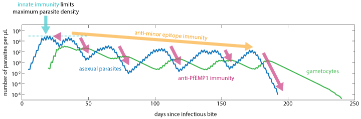 _images/Malaria_Infection_immunity_effects_on_course_of_infection.png