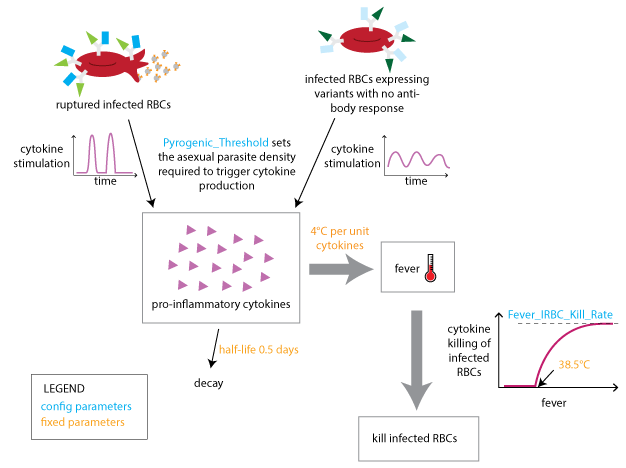 _images/Malaria_Infection_immunity_innate_immune_response.png