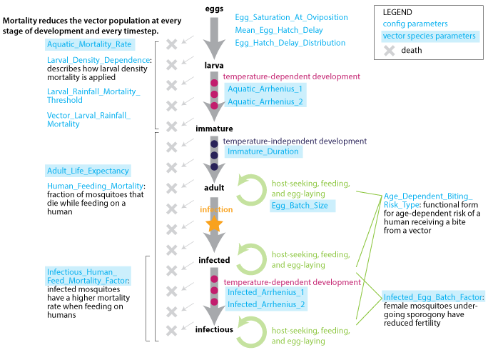 _images/Vector_Transmission_life_cycle.png