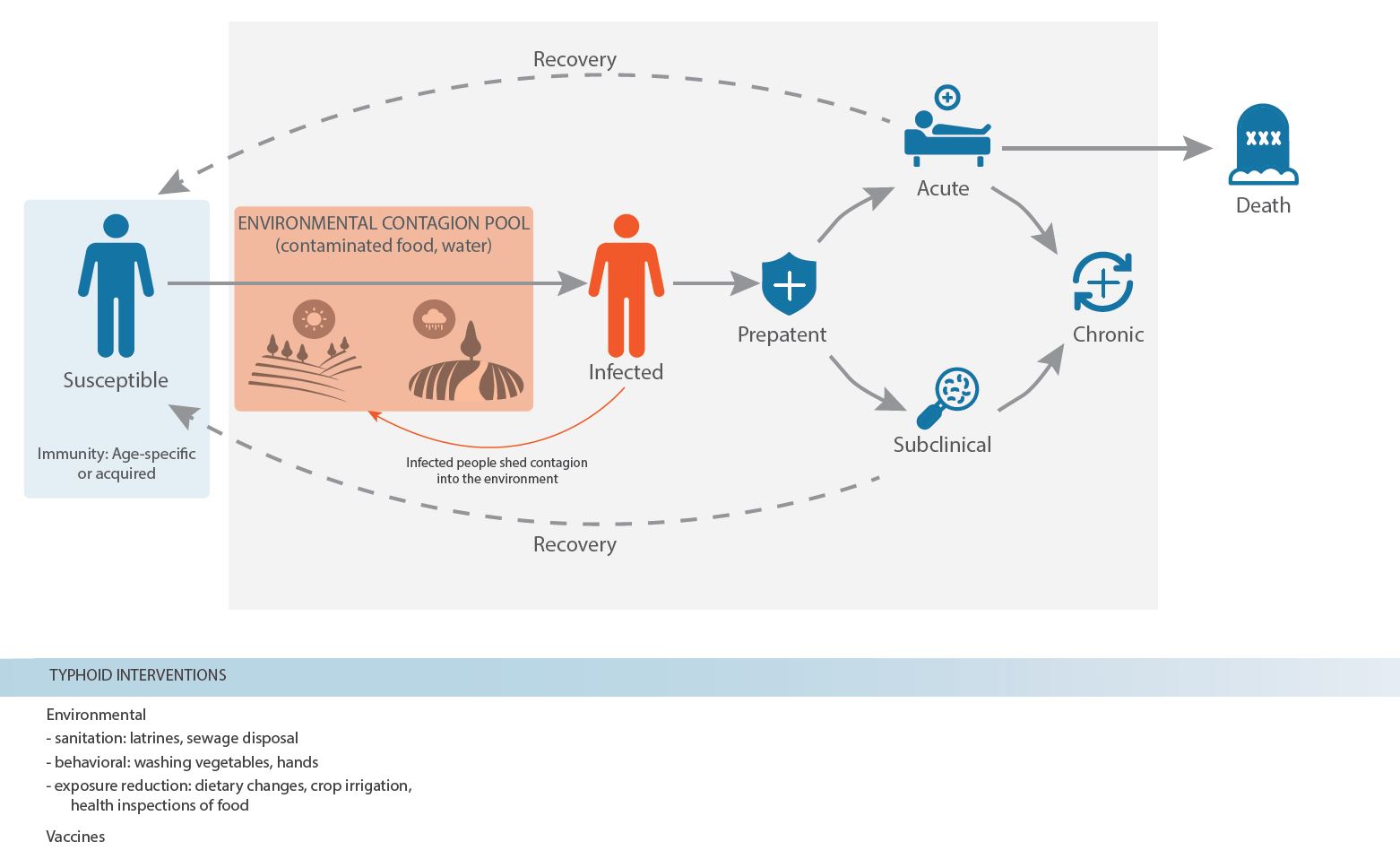 _images/typhoid_overview_flowchart.jpg