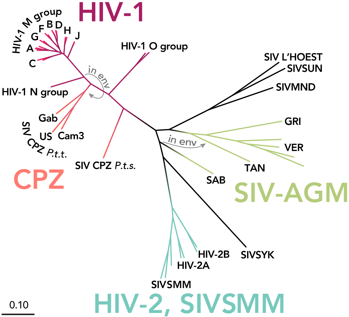 ../_images/HIV-SIV-phylogenetic-tree_straight.png