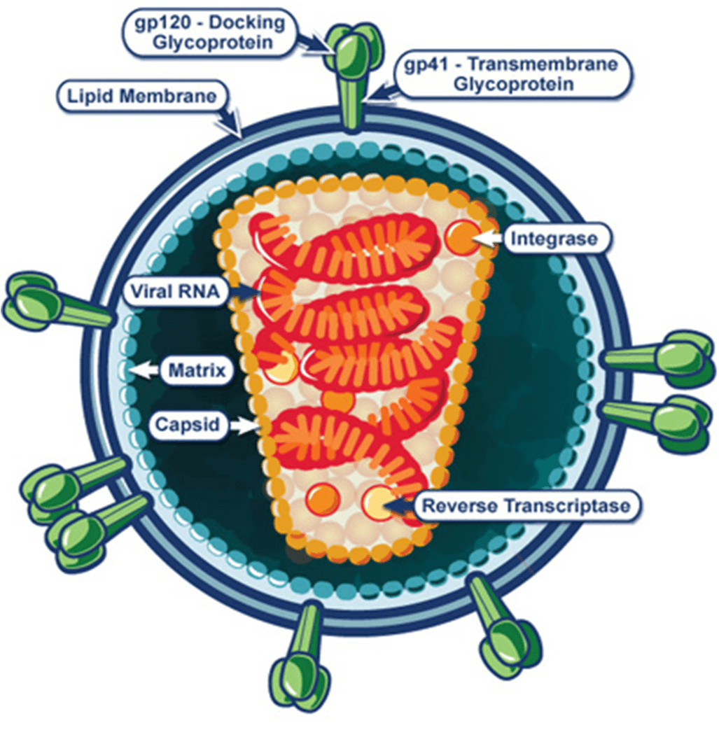 HIV disease overview — emodpy-hiv documentation