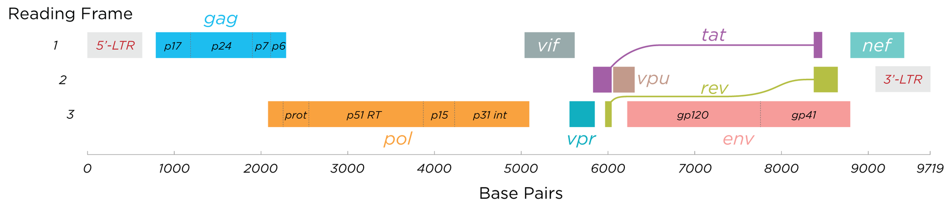 ../_images/HIV-genome.png