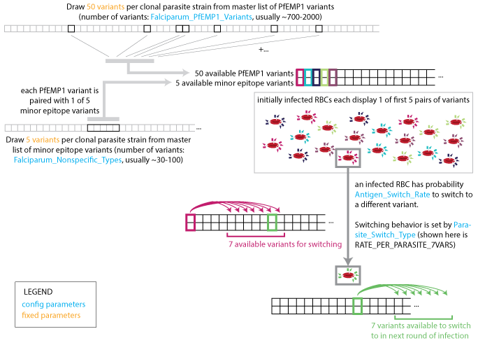 ../_images/Malaria_Infection_parasite_strain_switching.png