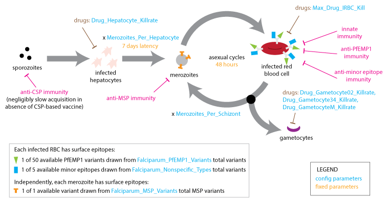 ../_images/Malaria_Infection_within_host_parasite_dynamics.png